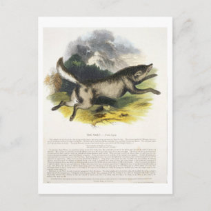 Carte Postale Illustration pédagogique du loup (Canis lupus)