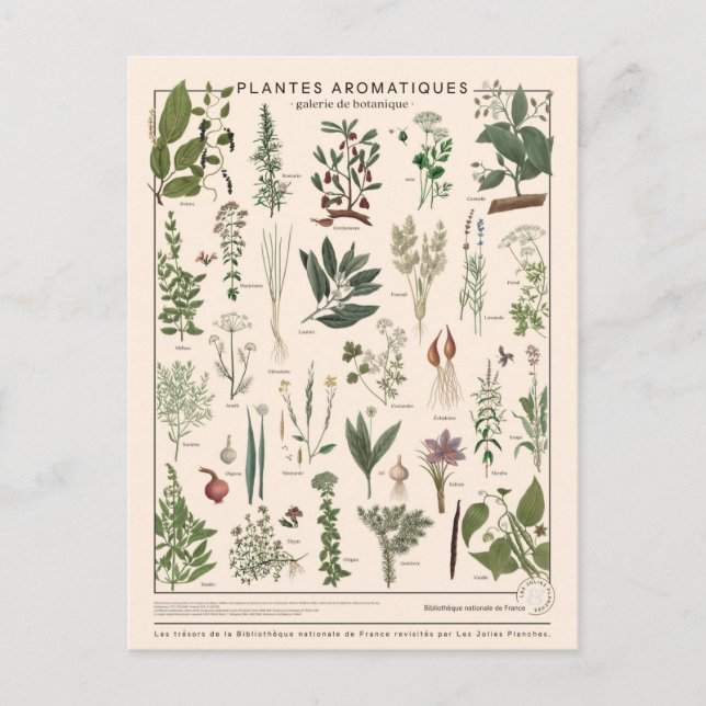 Carte Postale Illustration plantes aromatiques (Devant)