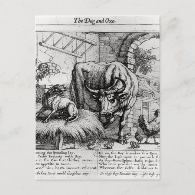 Carte Postale Illustration pour 'Le chien et le boeuf' (Devant)