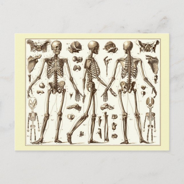 Carte Postale Illustration scientifique du squelette humain (Devant)