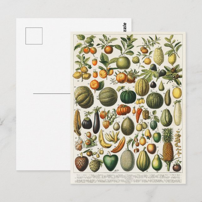 Carte Postale Illustration scientifique végétale des fruits (Devant / Derrière)