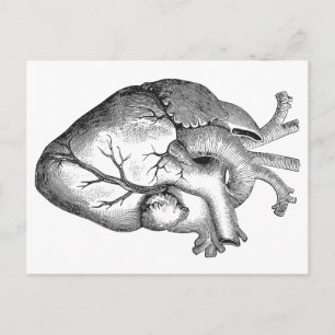 Carte Postale Illustration simple du coeur de l'anatomie noire b