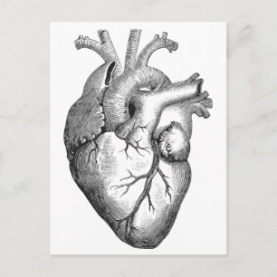 Carte Postale Illustration simple du coeur de l'anatomie noire b