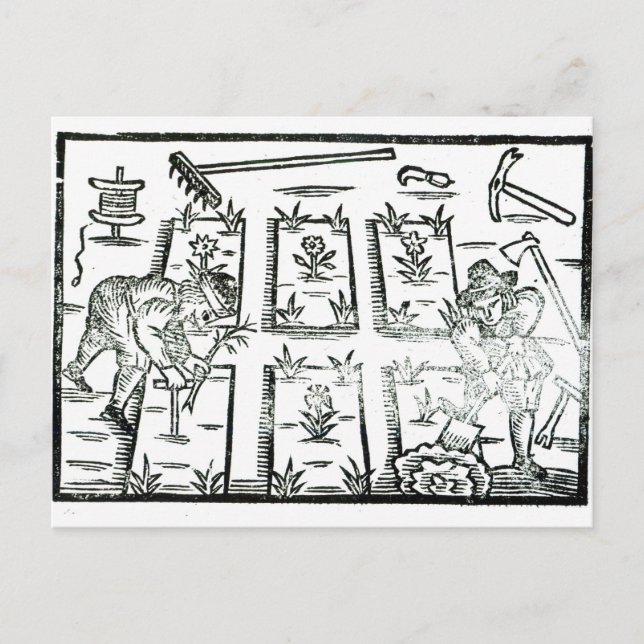 Carte Postale Illustration tirée d'un livre sur le jardinage (Devant)