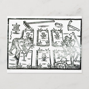 Carte Postale Illustration tirée d'un livre sur le jardinage