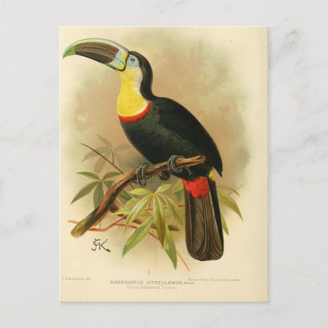 Carte Postale Illustration toucan (Devant)