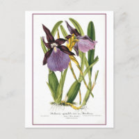 Illustration Tropical Purple Orchid