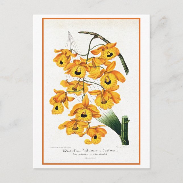Carte Postale Illustration Tropical Yellow Orchid (Devant)