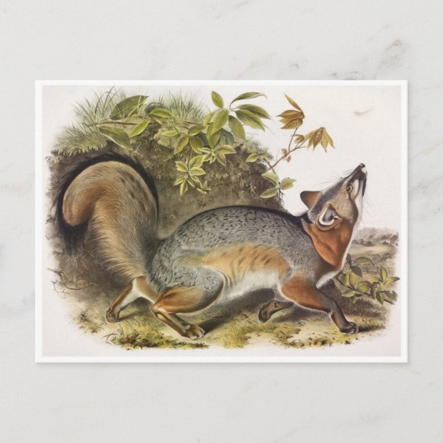 Carte postale Illustration vintage (Devant)