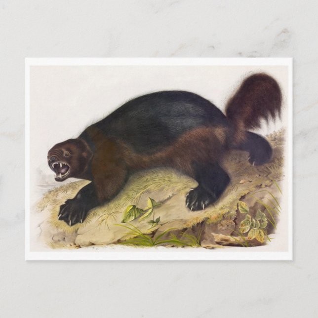 Carte postale Illustration vintage (Devant)