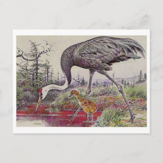 Carte postale Illustration vintage (Devant)