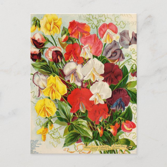 Carte Postale Illustration vintage (Devant)