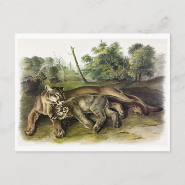 Carte postale Illustration vintage (Devant)