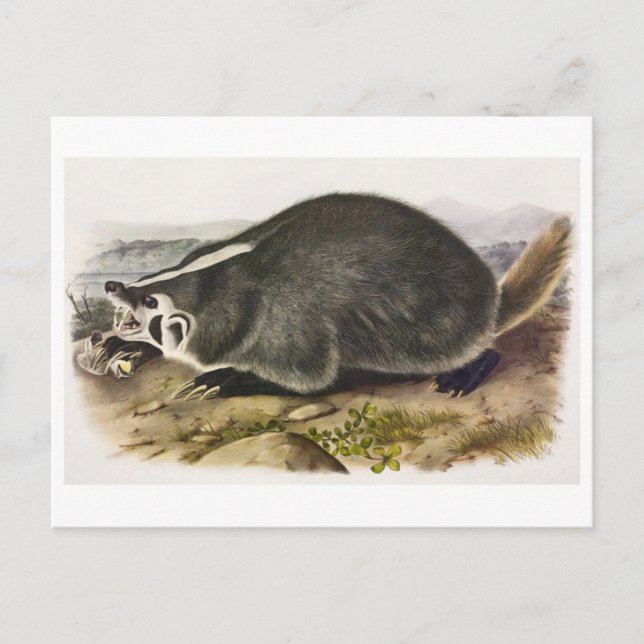 Carte postale Illustration vintage (Devant)