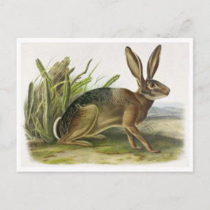 Carte postale Illustration vintage