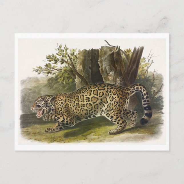 Carte postale Illustration vintage (Devant)