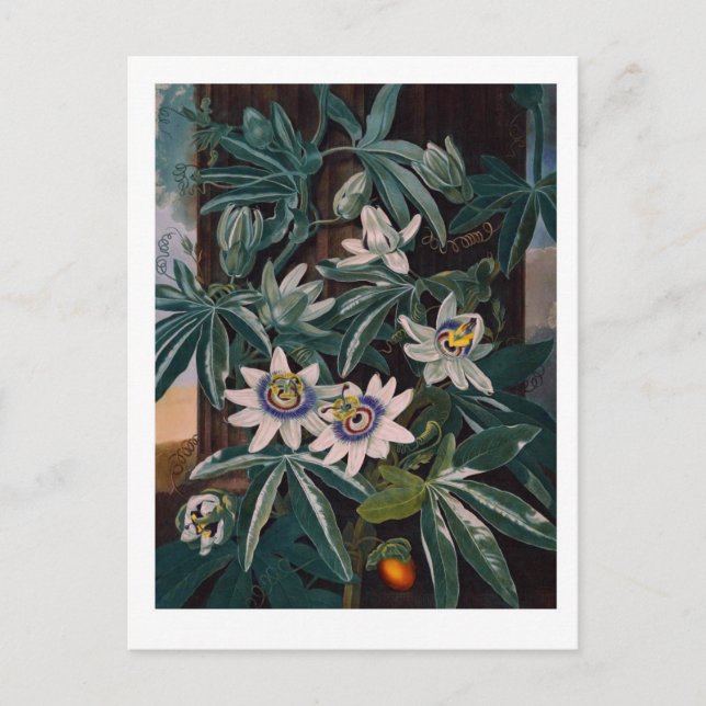Carte Postale Illustration vintage (Devant)