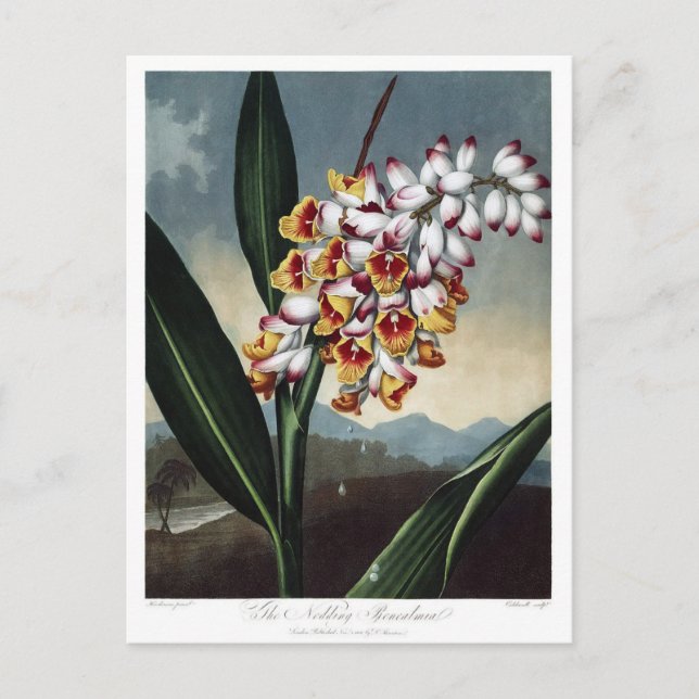Carte Postale Illustration vintage (Devant)