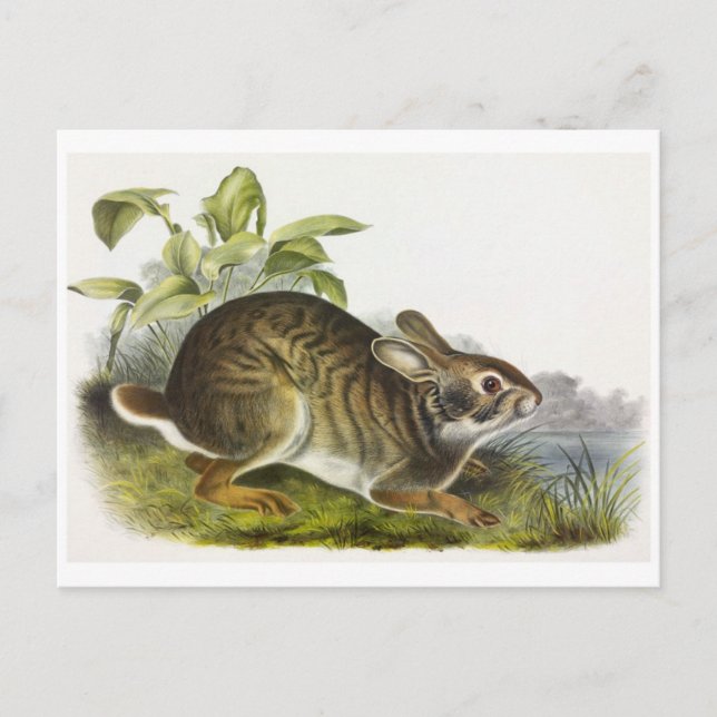Carte postale Illustration vintage (Devant)