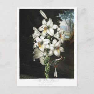 Carte Postale Illustration vintage