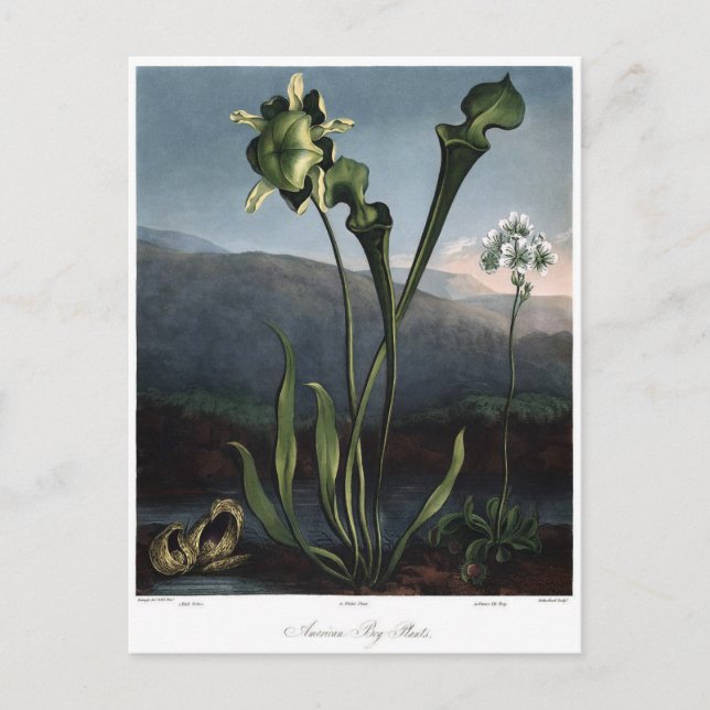 Carte Postale Illustration vintage (Devant)