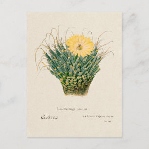 Carte Postale Illustration vintage Agave Cactus
