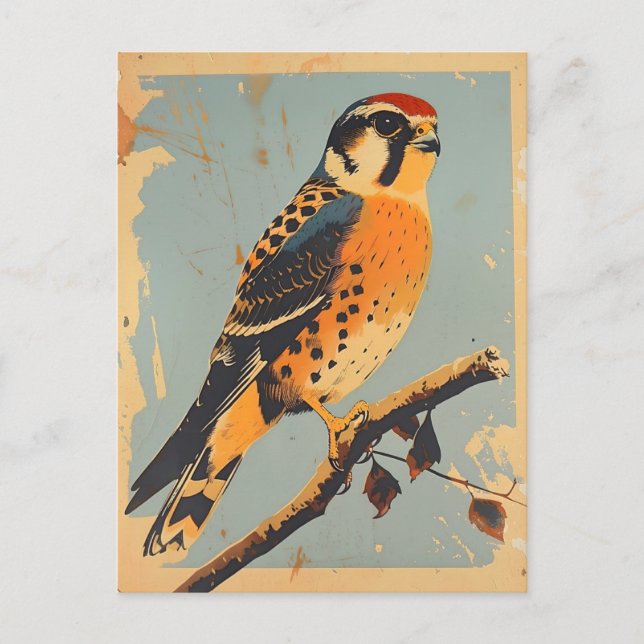 Carte Postale Illustration vintage américaine de Kestrel (Devant)