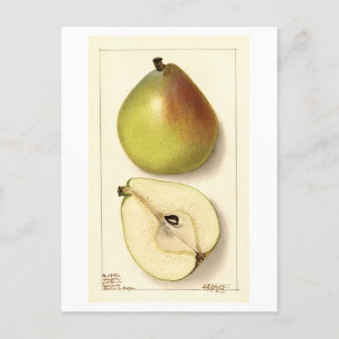 Carte Postale Illustration Vintage Anju Pear
