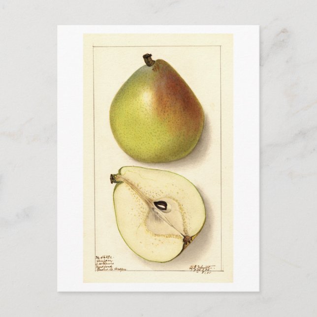 Carte Postale Illustration Vintage Anju Pear (Devant)