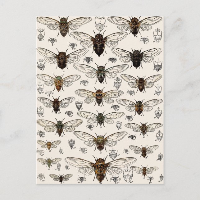 Carte Postale Illustration vintage Cicadas (Devant)