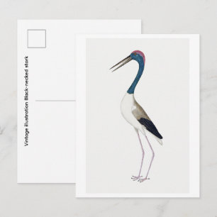 Carte Postale Illustration vintage Cigogne à cou noir