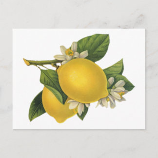 Carte Postale Illustration vintage citrons
