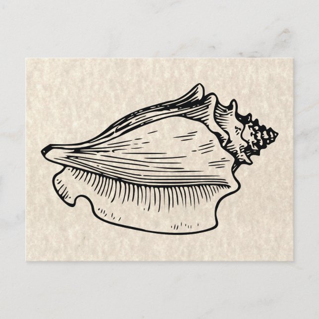 Carte Postale Illustration Vintage Conch Shell (Devant)