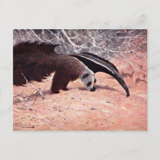 Carte Postale Illustration Vintage d'Anteater géant.