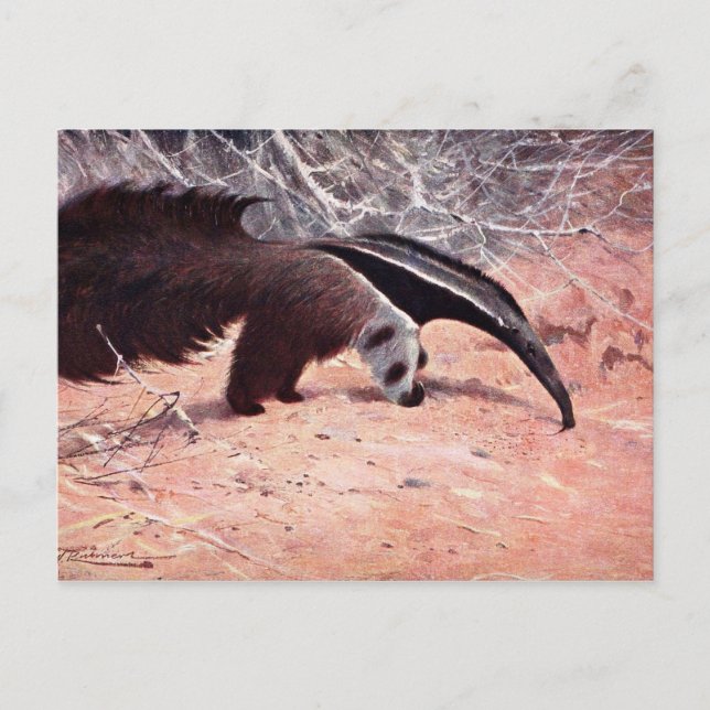 Carte Postale Illustration Vintage d'Anteater géant. (Devant)