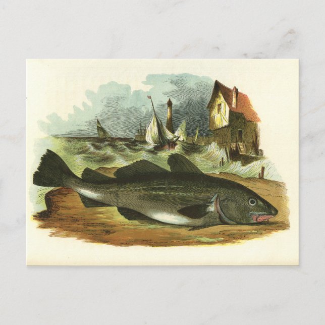 Carte Postale Illustration vintage de 1859 Poisson-Codfish (Devant)