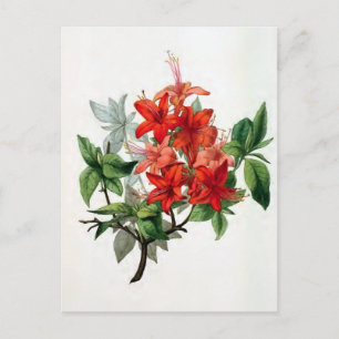 Carte Postale Illustration Vintage de "Azalea Nudiflora"