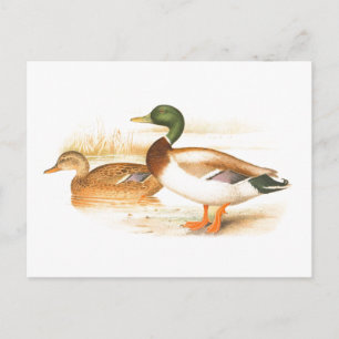 Carte Postale Illustration vintage de canard colvert