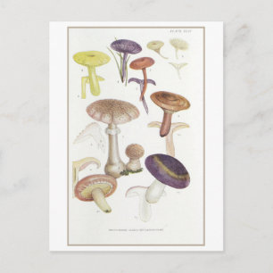 Carte Postale Illustration vintage de champignons à spores blanc