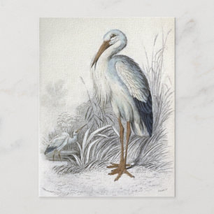 Carte Postale Illustration Vintage de cigogne blanche
