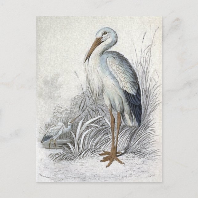Carte Postale Illustration Vintage de cigogne blanche (Devant)