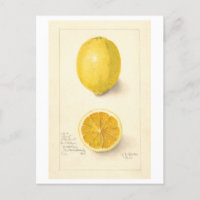 Carte postale Illustration Vintage de citron