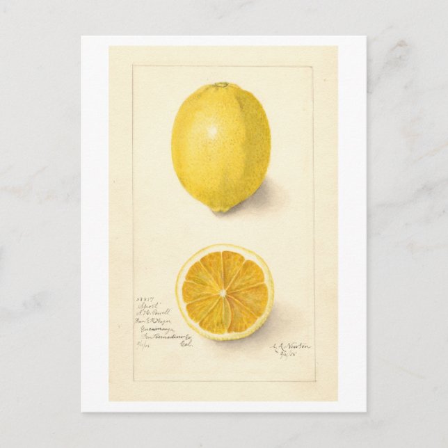 Carte postale Illustration Vintage de citron (Devant)