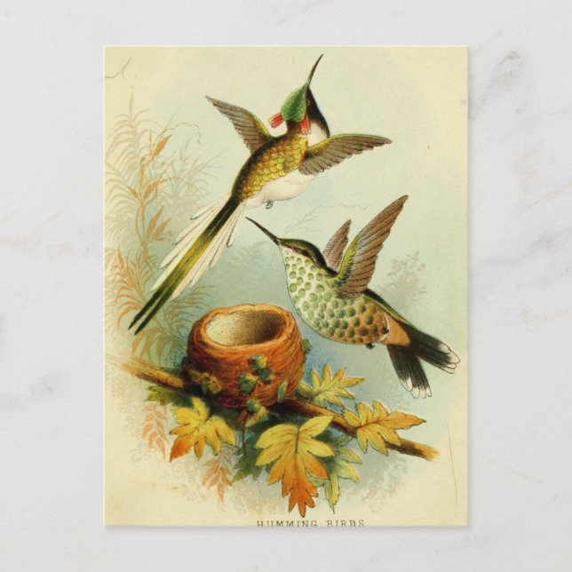 Carte Postale Illustration vintage de colibri (Devant)