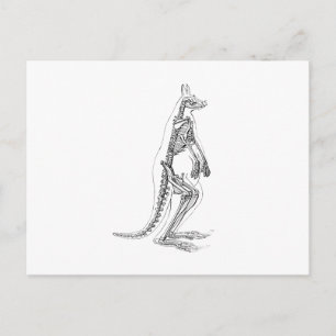 Carte Postale Illustration vintage de Kangaroo Skeleton - années