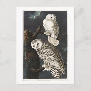 Carte Postale Illustration vintage de la chouette blanche par Au