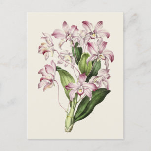 Carte Postale Illustration vintage de la fleur de dendrobium