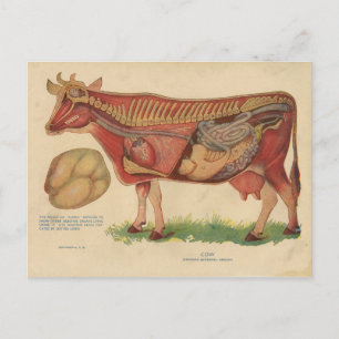 Carte Postale Illustration vintage de l'anatomie de la vache 191