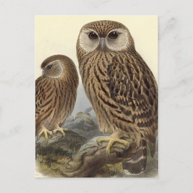 Carte Postale Illustration Vintage de Laughing Owl (Devant)