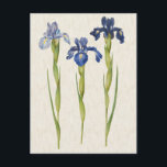 Carte Postale Illustration vintage de l'Iris Bleu Botanique<br><div class="desc">Carte postale avec une illustration vintage d'iris bleus du Gottorfer Codex,  1649-1659. numériquement nettoyé et rehaussé pour ressembler à une aquarelle sur un arrière - plan de texture antique légère.</div>